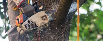 Best Tree Risk Assessment  in Kennewick, WA