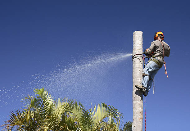 Best Lawn Disease Treatment  in Kennewick, WA