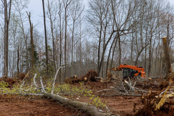  Kennewick, WA Tree Care Pros