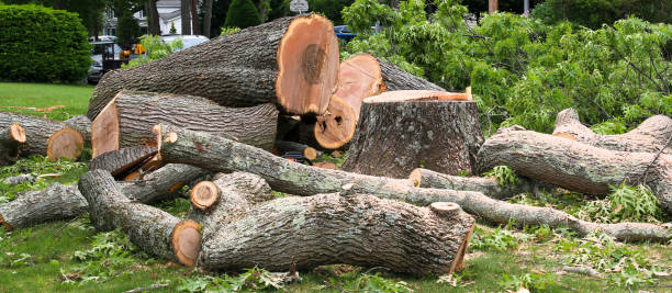 Reliable Kennewick, WA Tree Care Solutions