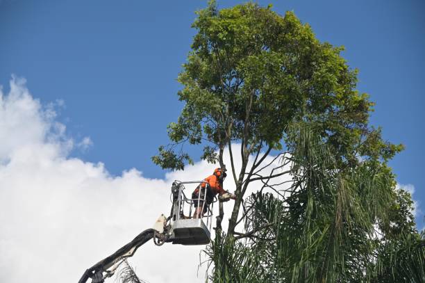 Best Arborist Consultation Services  in Kennewick, WA