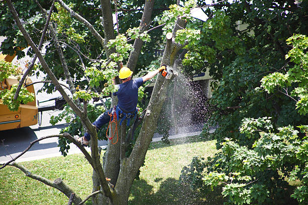 Best Storm Damage Tree Cleanup  in Kennewick, WA