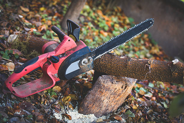 How Our Tree Care Process Works  in  Kennewick, WA