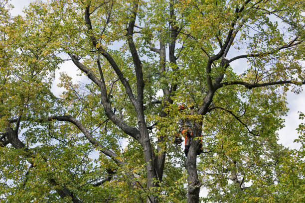 Best Tree Preservation Services  in Kennewick, WA